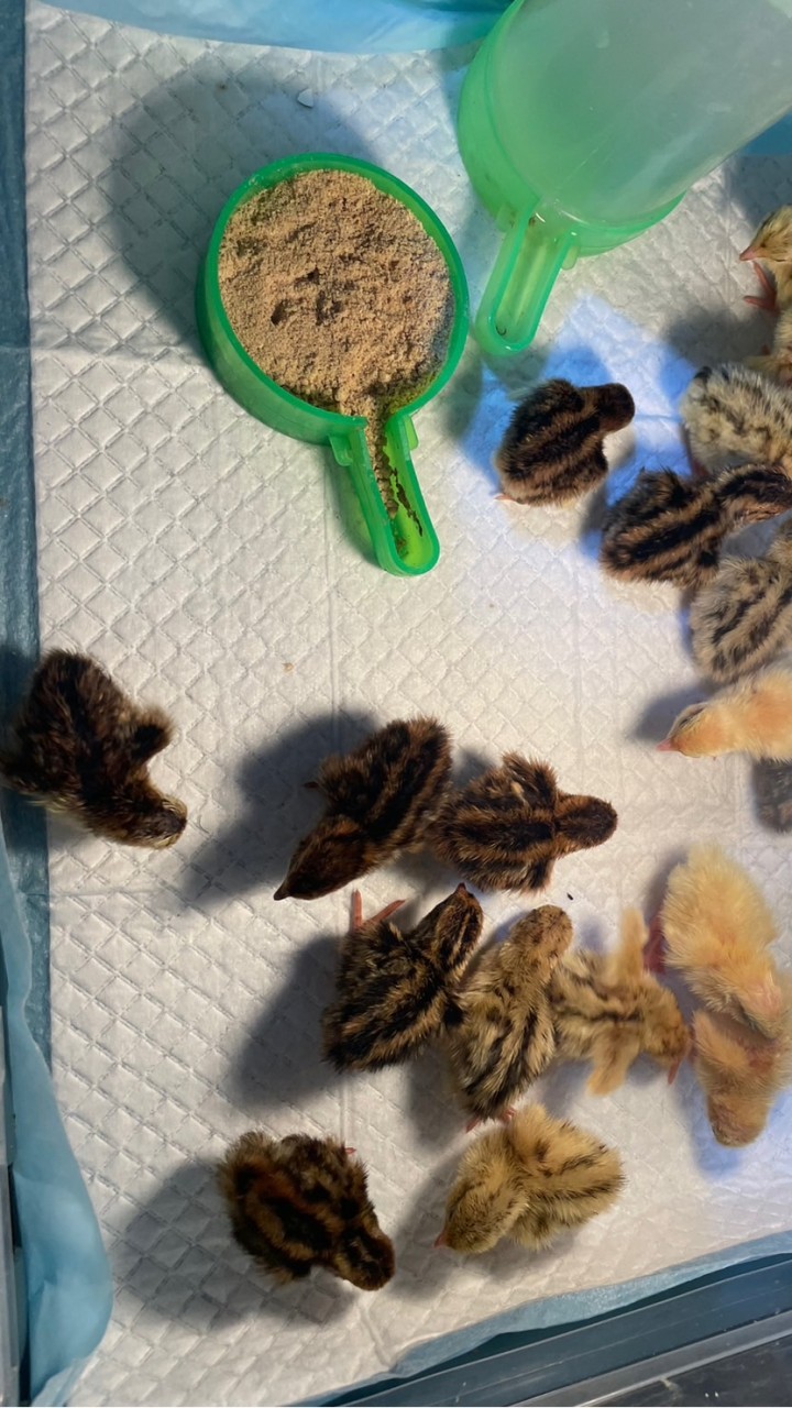 鵪鶉相關新北交流