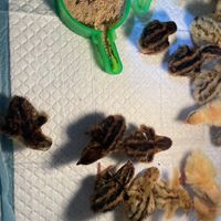 鵪鶉相關新北交流