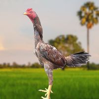 อาร์ต พิเนตรฟาร์ม 🐔🥇