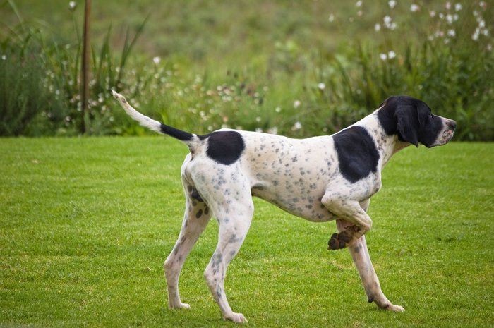 イングリッシュ ポインターの特徴と性格 飼い方