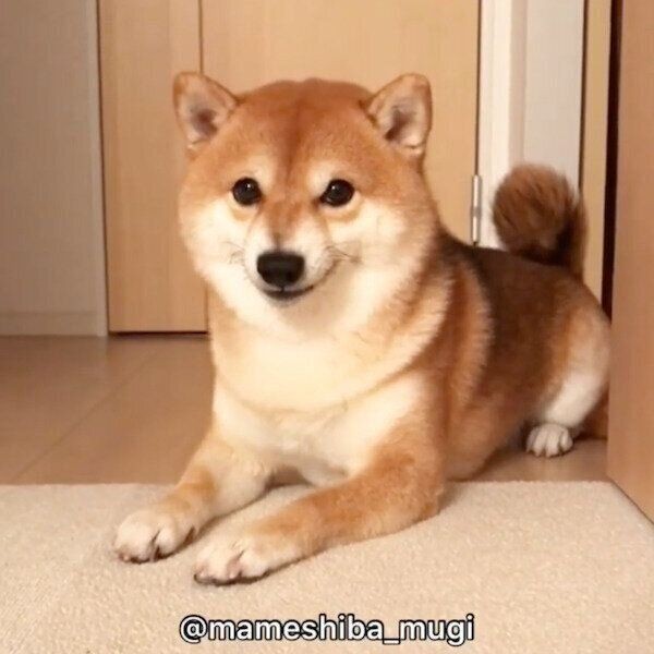 柴距離 をとる犬の独特なオコ顔が可愛すぎた