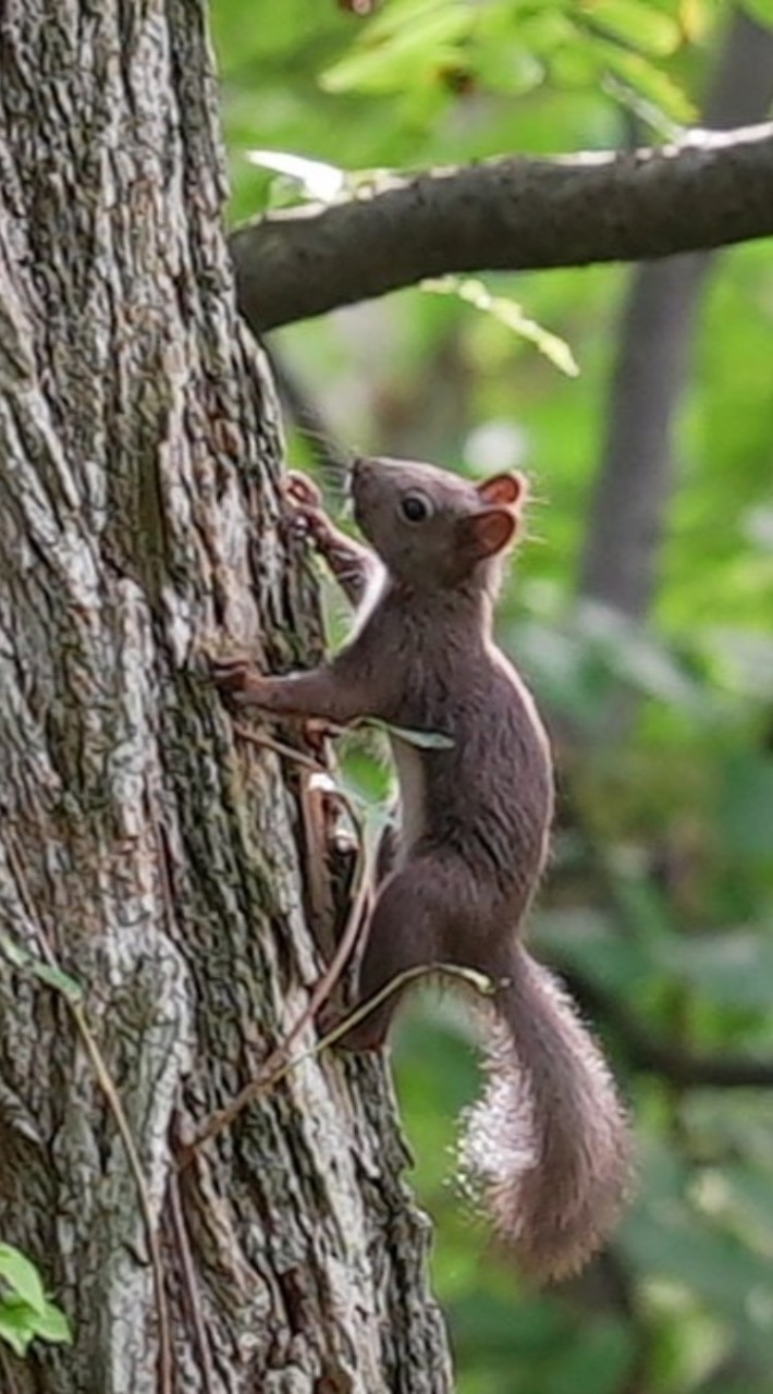 北海道の動物・風景写真と雑談部屋　道外の方も大歓迎！