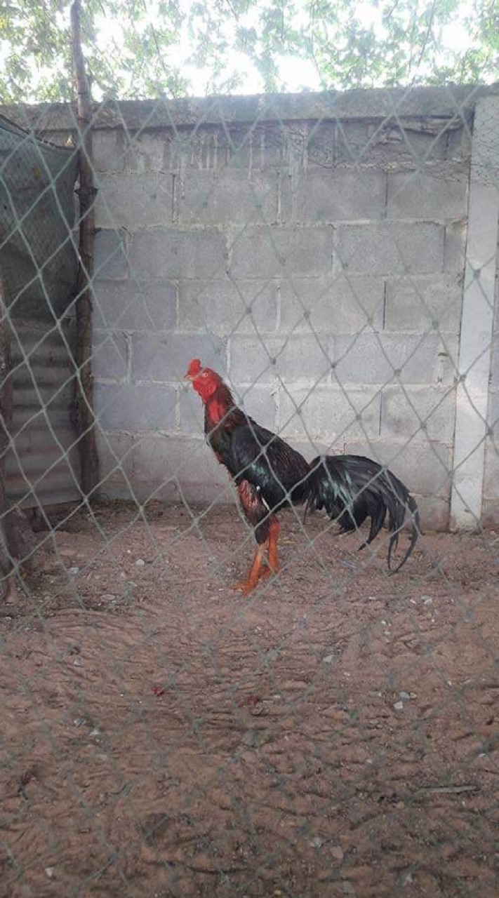 จงอางฟาร์ม​ ไก่ชนป่าก๋อยเงินล้าน