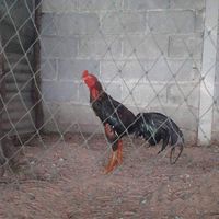 จงอางฟาร์ม​ ไก่ชนป่าก๋อยเงินล้าน