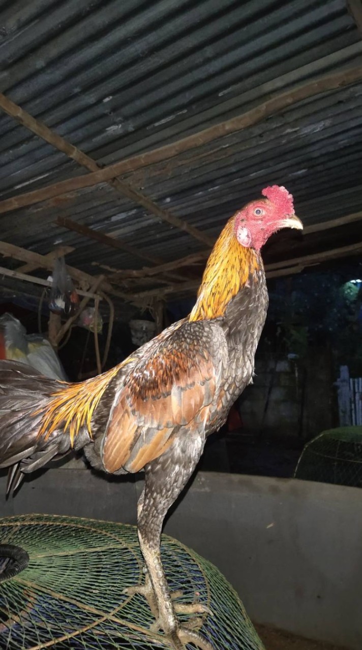 ซุ้ม. วัยรุ่นบ้านโคก.🐓💥