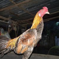 ซุ้ม. วัยรุ่นบ้านโคก.🐓💥