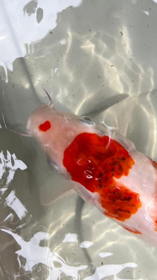 THซื้อขายปลาคราฟ BKK(Koi fish for sale)