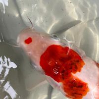 THซื้อขายปลาคราฟ BKK(Koi fish for sale)