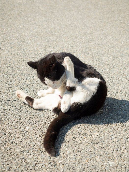 恋の季節到来 オス メスの飼い猫に見られる変化って