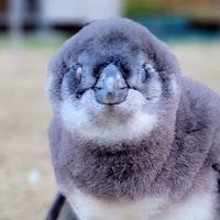 🐧【三吉会】劇団ペンターズ“非”公式ＦＣ／ペンギン雑談