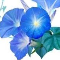 玲瓏ゼラニウム