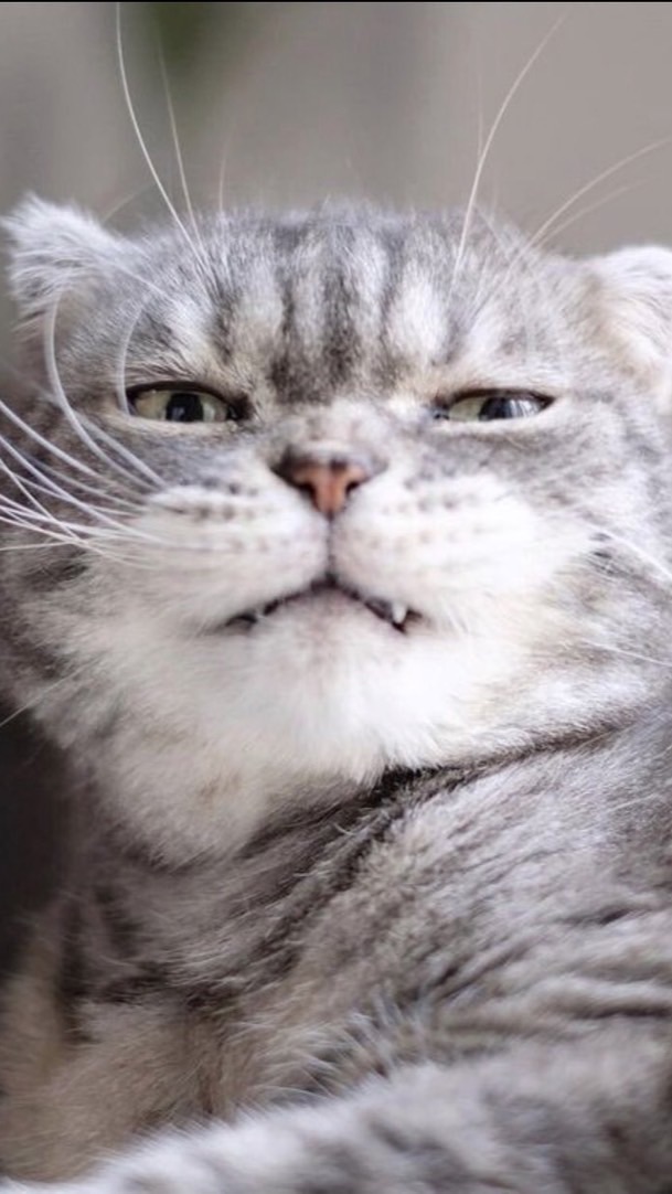 ねこ【発言禁止】