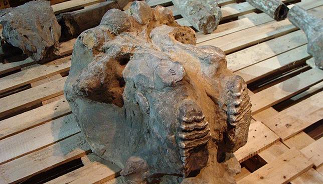 Ternyata 5 Hewan Purba Ini Pernah Hidup Di Indonesia Lho Famous Id Line Today