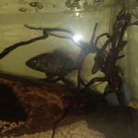オヤニラミが好きすぎる！とか、爬虫類両生類、昆虫、魚類が好きな人