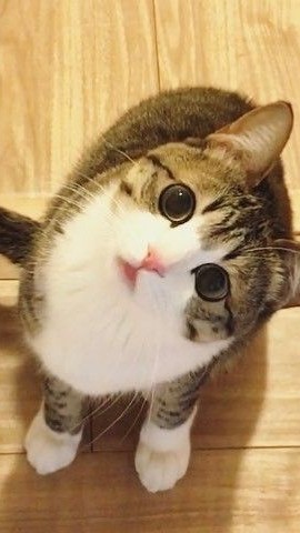 貓飼料團購群