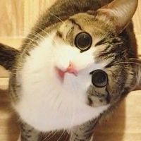 貓飼料團購群