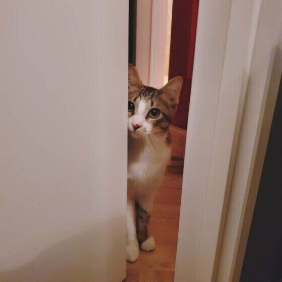 猫が飼い主を覗き見するときの心理 ねこのきもちnews