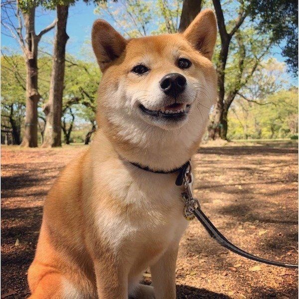 パパのテレワークを見守る柴犬 耳に注目すると いぬのきもちnews