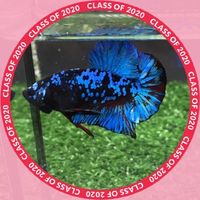 Lukkaew Betta & Guppy Farm