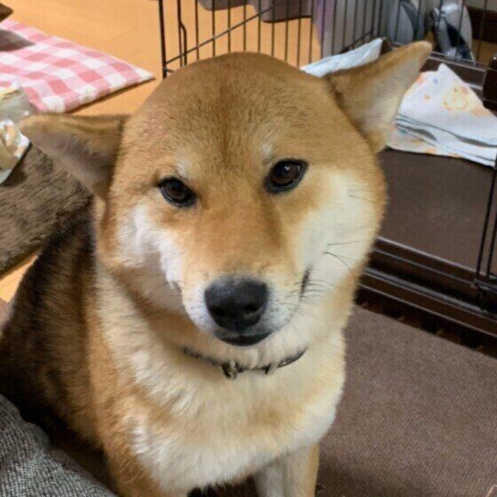 愛犬がストーブの前から離れない これって大丈夫