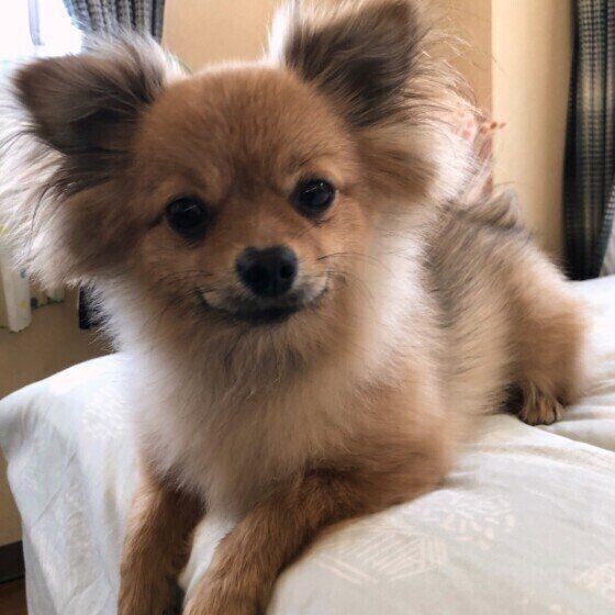 シニア犬の介護に プレイズタッチ を取り入れよう