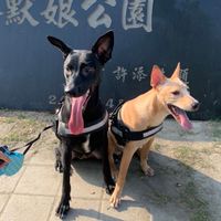汪嚕嚕寵物生活館