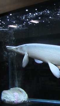 南部水族明碼交流