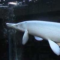南部水族明碼交流