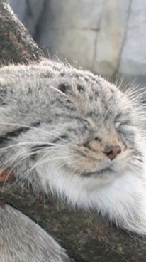 Therian คนไทย🦊