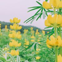 3/15~3/19 泰國代購
