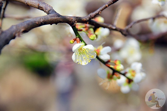 台中新社梅花秘境