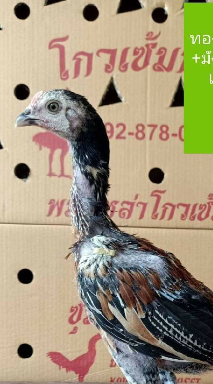 จักรเพชร ฟาร์ม  พม่าพัฒนา🐲🐓🎖️