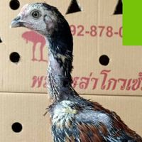 จักรเพชร ฟาร์ม  พม่าพัฒนา🐲🐓🎖️