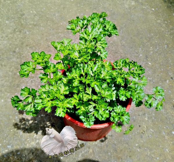 [大巴西里 大歐芹菜盆栽] 5-6吋盆活體香草植物盆栽, 可食用可泡茶