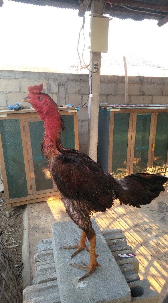 ซื้อ/ขาย ไก่ชนระดับรากหญ้า ราคาตามเกรด