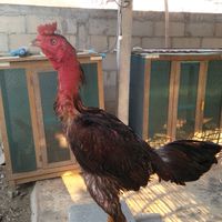 ซื้อ/ขาย ไก่ชนระดับรากหญ้า ราคาตามเกรด