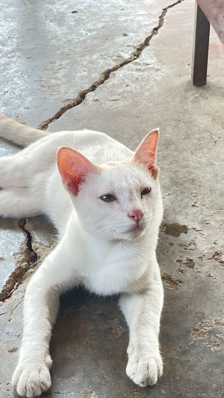 3 ช่า
