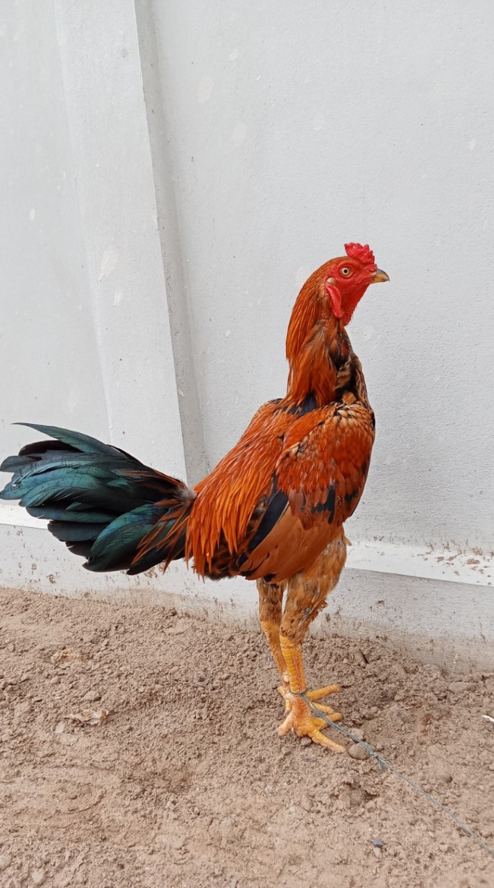 ไก่ชนทุกสายพันธ์ุ