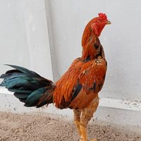 ไก่ชนทุกสายพันธ์ุ
