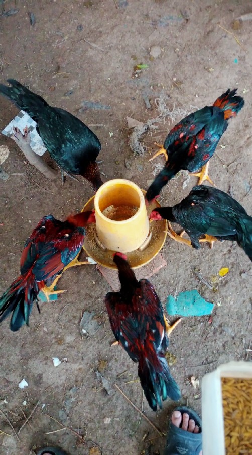 ไก่ชนภูธร