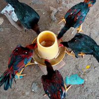 ไก่ชนภูธร