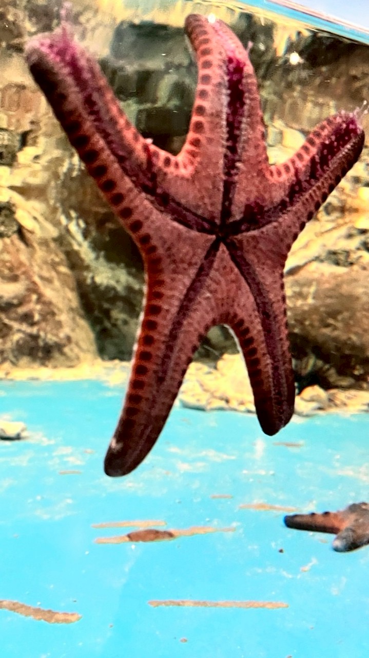 สรรหาจะขาย