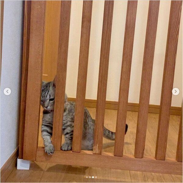 お見積り中・猫脱走防止柵