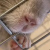チンチラ広場