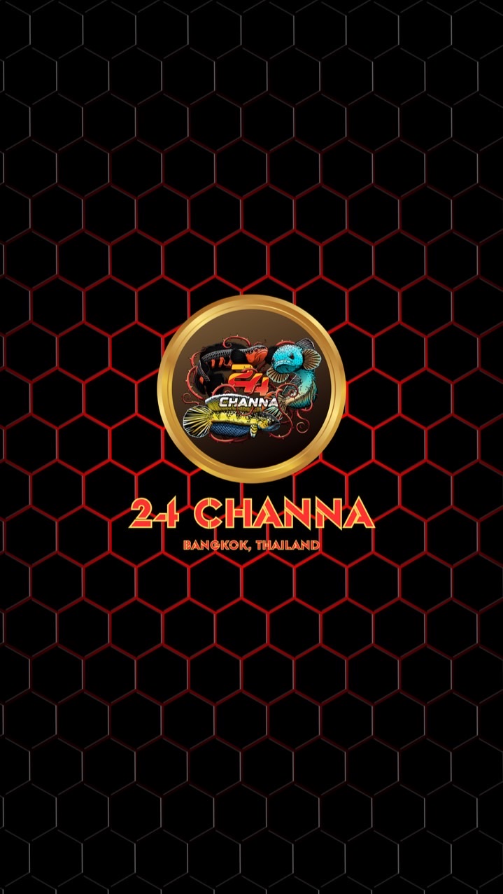 24 Channa จำหน่ายปลาช่อนสวยงาม เกรดนำเข้า 🎏🐍🐦‍🔥