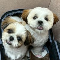 らんはるの掲示板🐶