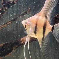 GoodSonJPの趣味部屋