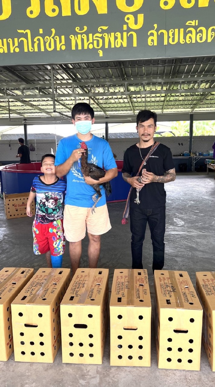 แมน ส.ยิ่งเจริญฟาร์ม แหล่งพัฒนาพม่าเบอร์แข้งแห่งเมืองสุพรรณบุรี