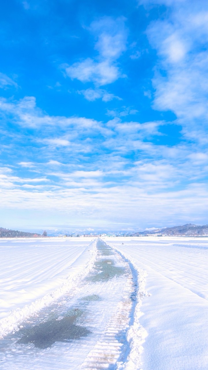 ぬいぐるみ大作戦