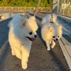 ごんラム【発言禁止🈲】